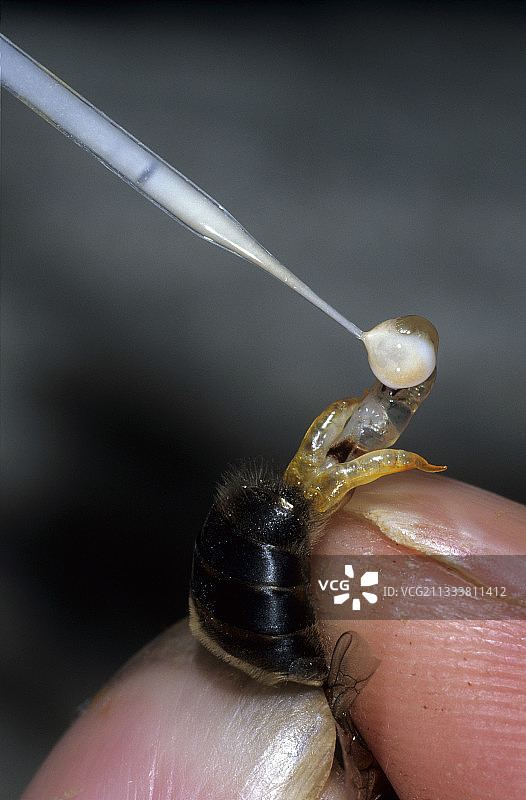 布列塔尼蜜蜂报告图片素材