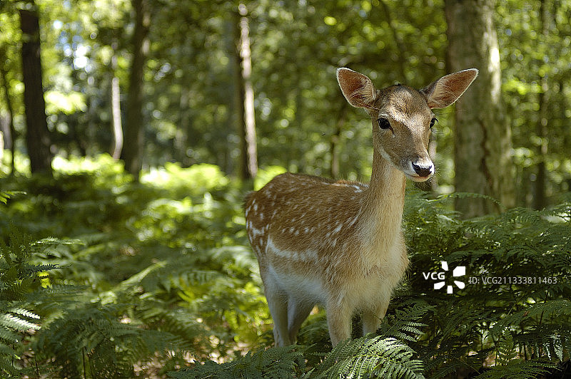 法国格林博斯克森林中的母鹿图片素材