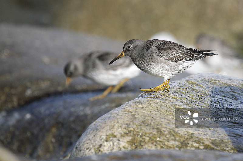 在岩石海岸过冬并不常见。在北极地区的山区筑巢。图片素材