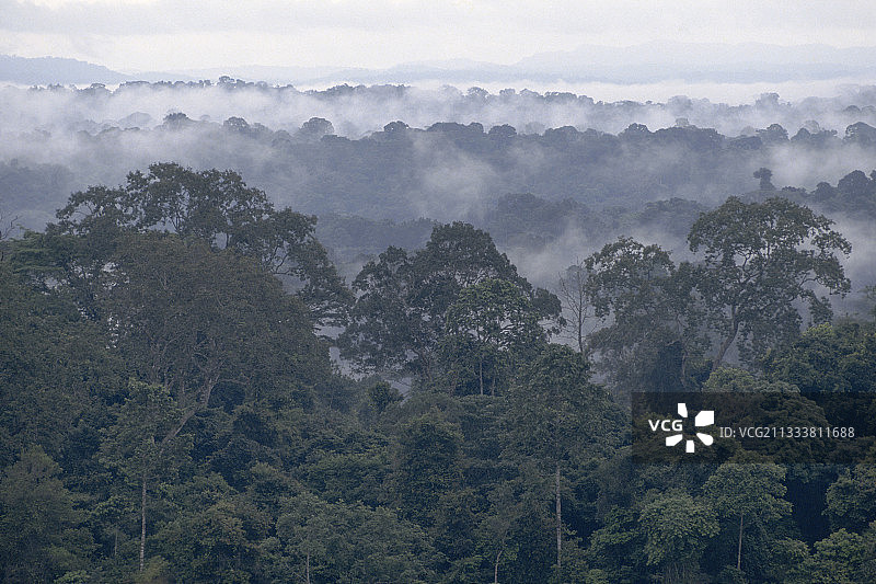 加蓬甘巴赤道森林树冠上的雾气图片素材