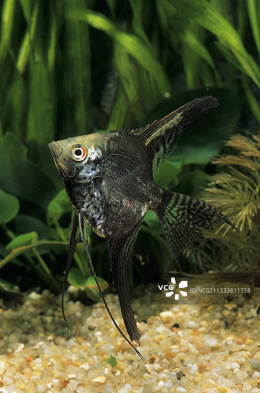 水族箱中的淡水神仙鱼图片素材