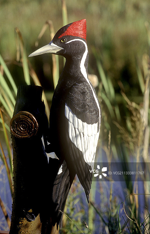 该物种在北美最后一次确认记录60年后，于2004年在阿肯色州东部被重新发现图片素材