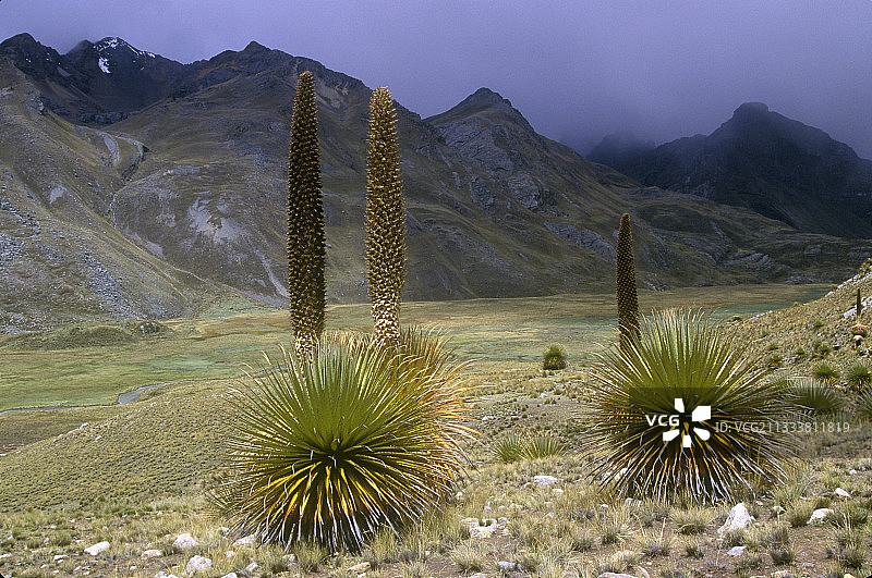 生长在高地上的普亚凤梨图片素材