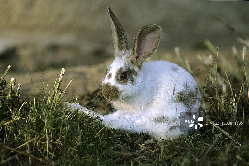 在农家庭院里清洁的兔子图片素材