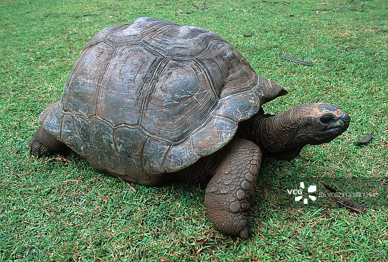 塞舌尔肯尼亚巨型陆龟图片素材