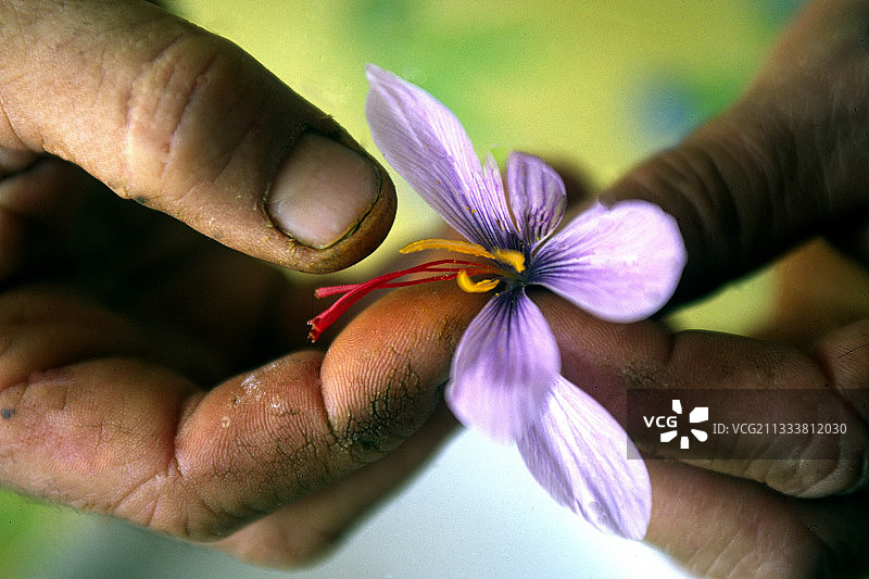 法国藏红花的花蕊图片素材