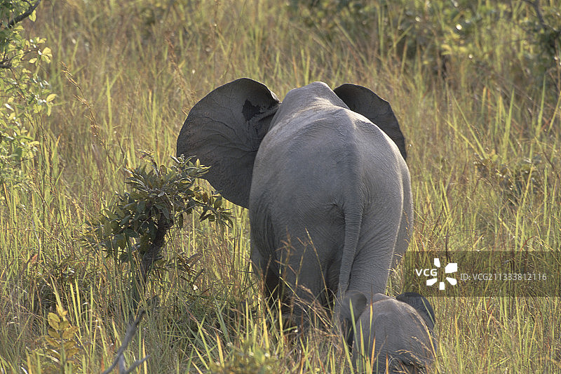 加蓬洛佩国家公园的森林象和幼象图片素材