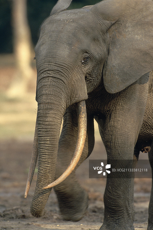在盐场寻找岩盐森林中的大象图片素材