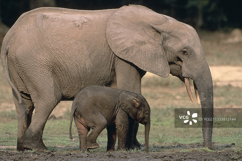 非洲中部盐场的森林象与幼象图片素材
