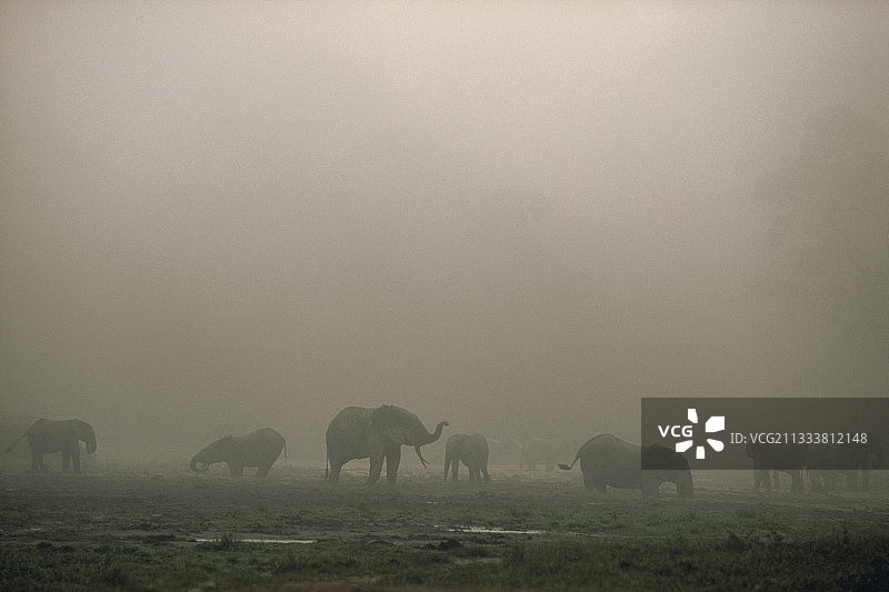 在盐场寻找岩盐森林中的大象图片素材