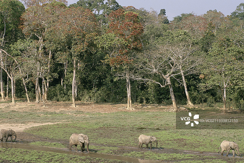 在盐场寻找岩盐森林中的大象图片素材