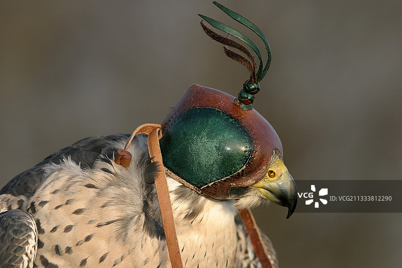 戴着头罩的游隼，荷兰图片素材