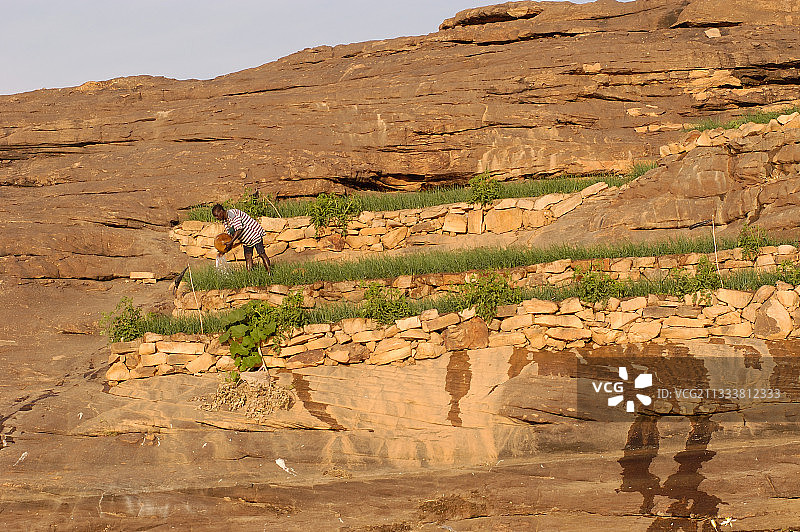 马里的多贡地区洋葱种植图片素材