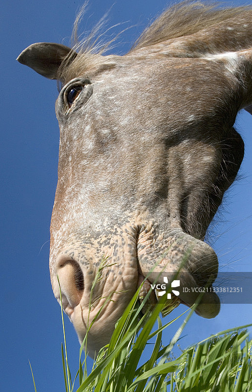 在法国草地上吃草的阿帕卢萨马图片素材