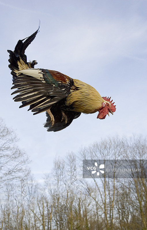 飞行中的默兹河畔公鸡，法国图片素材