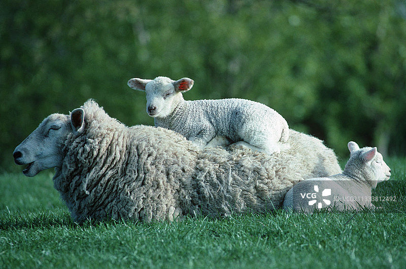 英国的母羊和小羊羔，其中一只在背上图片素材