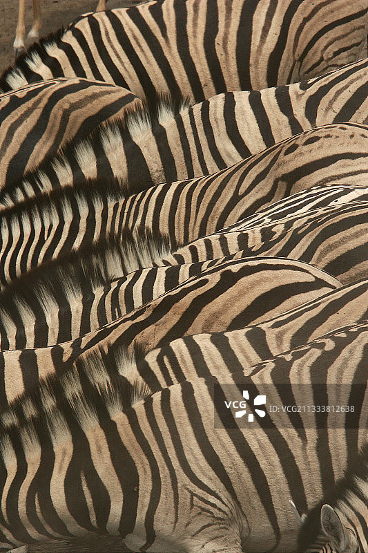 埃托沙纳米比亚国家公园的布切氏斑马图片素材