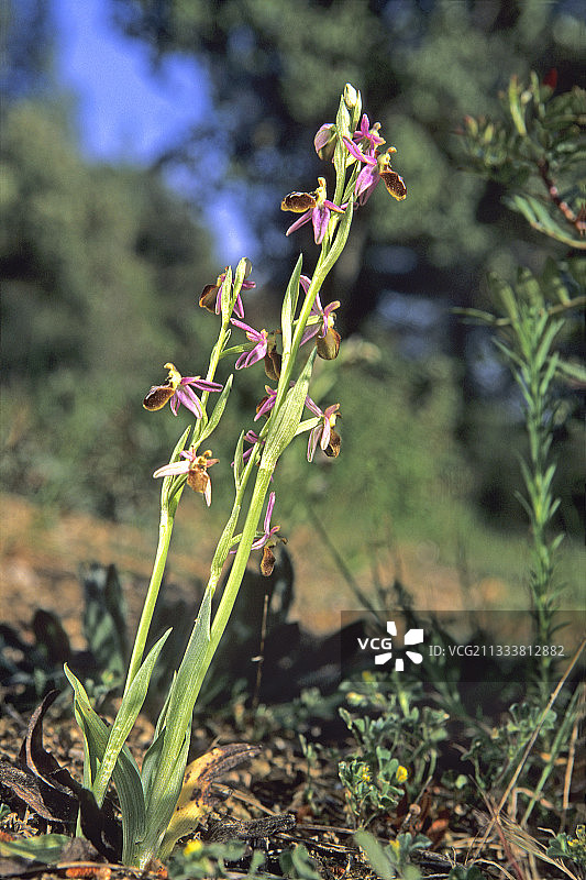 圣西尔滨海周边图片素材