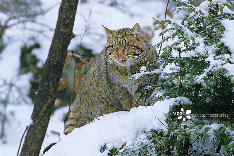 德国巴伐利亚森林中行窃的野猫图片素材