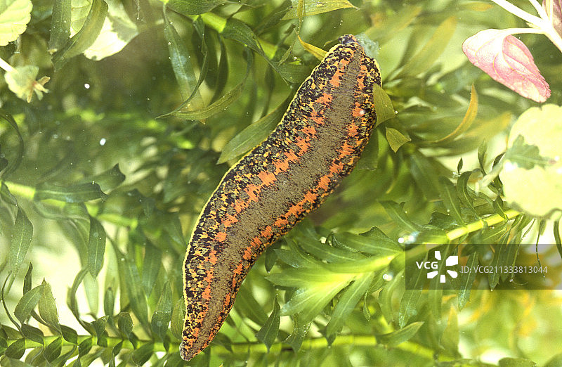 德国医用蛭类养殖图片素材