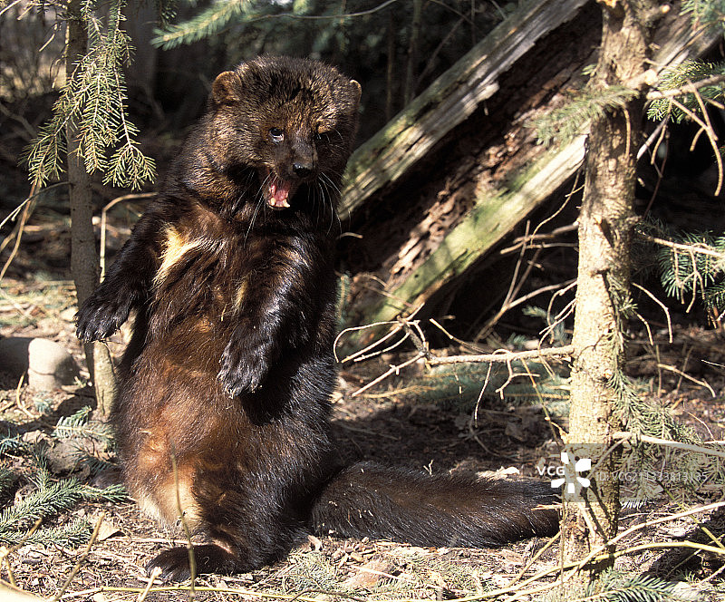 处于防御位置的佩坎，美国图片素材