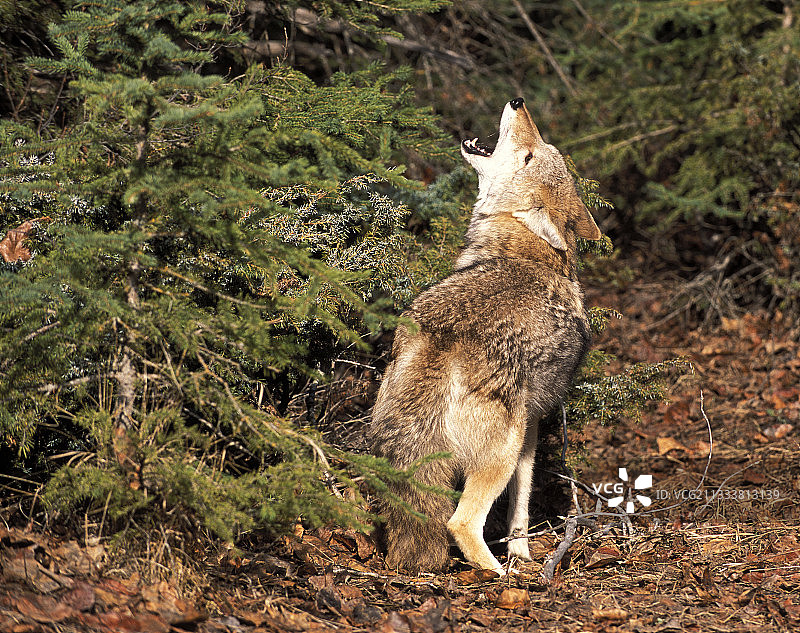 在美国的针叶林中嚎叫的郊狼图片素材