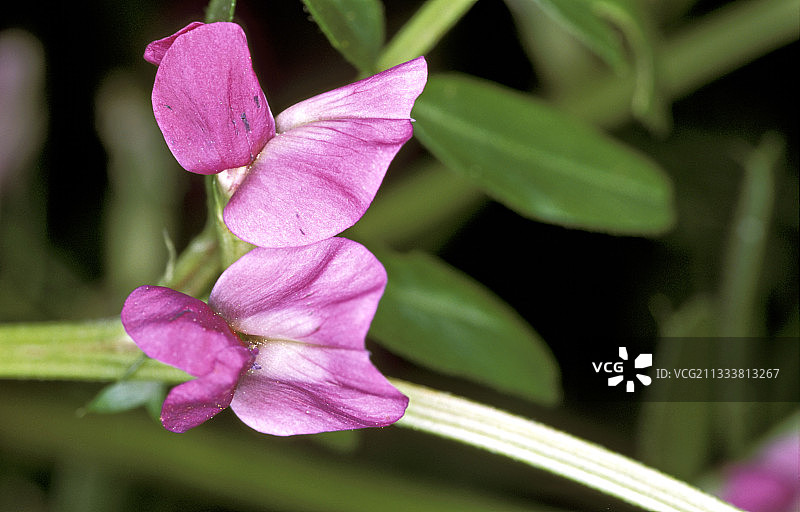 法国盛开的窄叶野豌豆图片素材