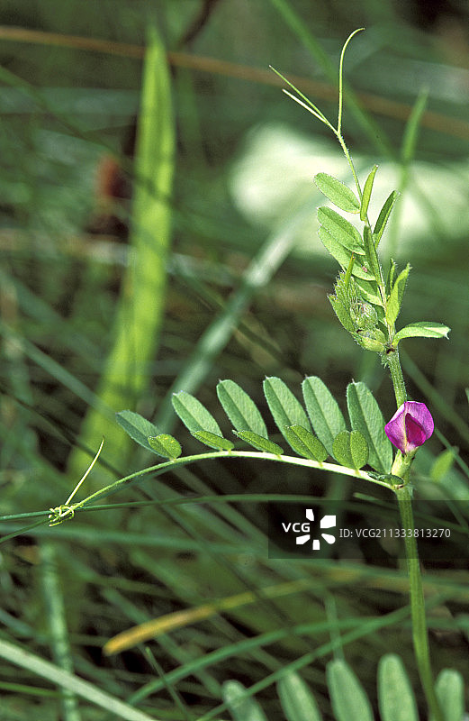 法国盛开的窄叶野豌豆图片素材