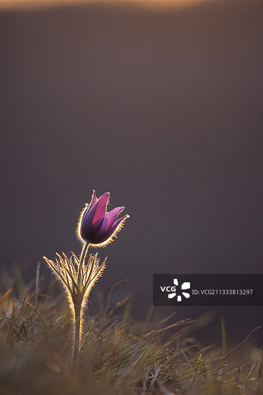 法国奥尔南附近卢埃山谷的白头翁花图片素材