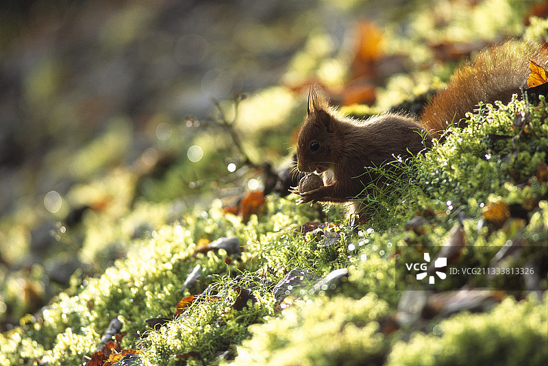 欧亚红松鼠，法国图片素材