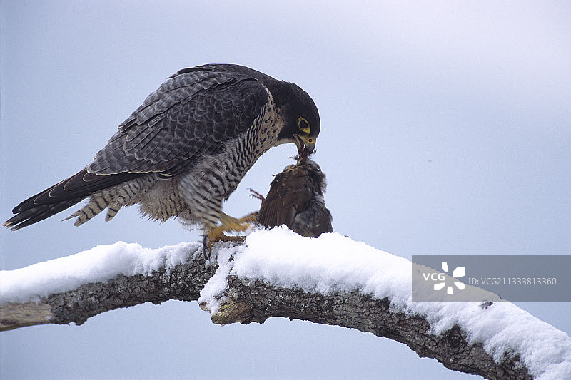 法国，栖息枝头的游隼与猎物图片素材