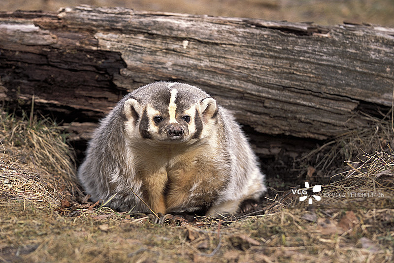 美国獾图片素材