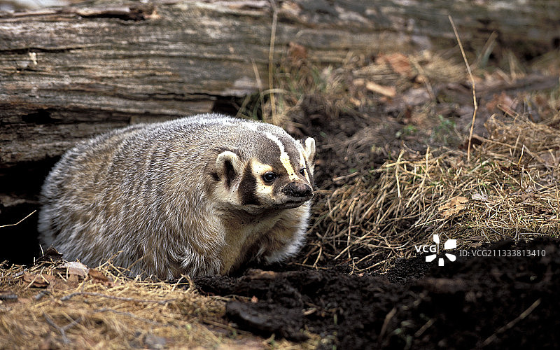 美国獾图片素材