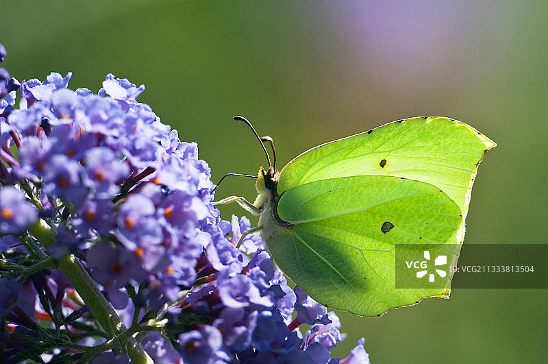醉鱼草花序上的硫磺蝶图片素材
