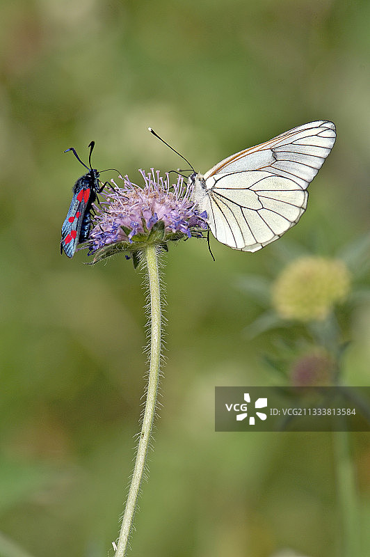法国花朵上的黑色纹理白点和六点伯内特图片素材