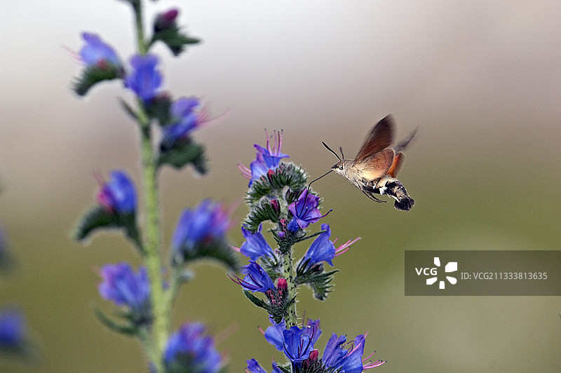 法国蓝蓟花丛中采蜜的蜂鸟蛾图片素材