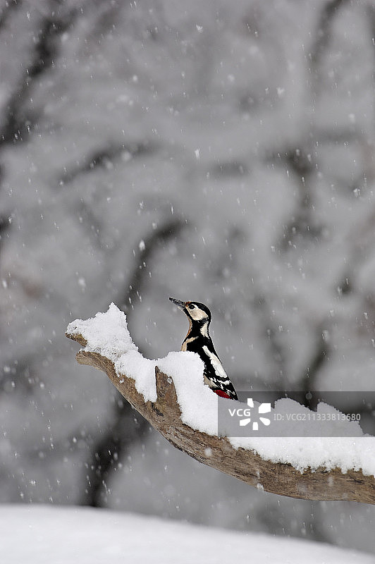 雪地里的欧洲斑啄木鸟，法国图片素材