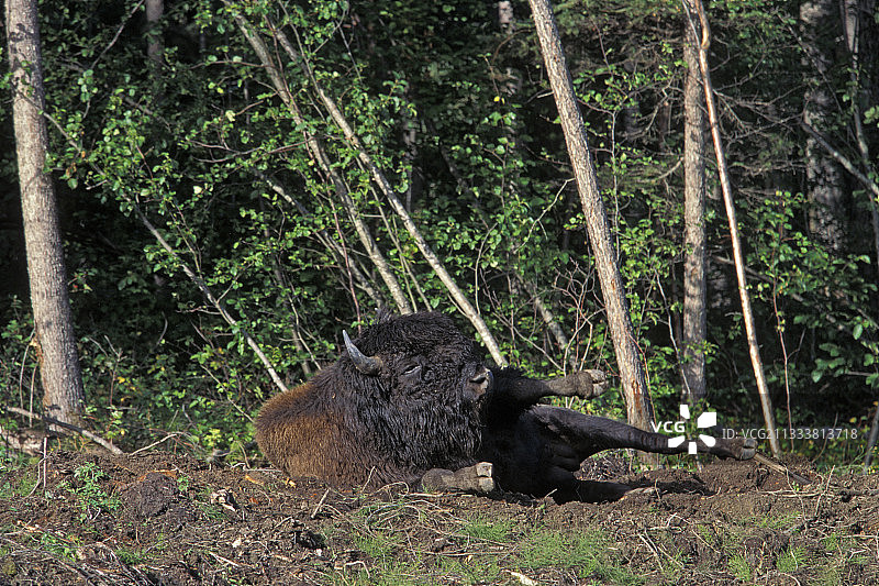 在森林边缘草地上打滚的野牛图片素材