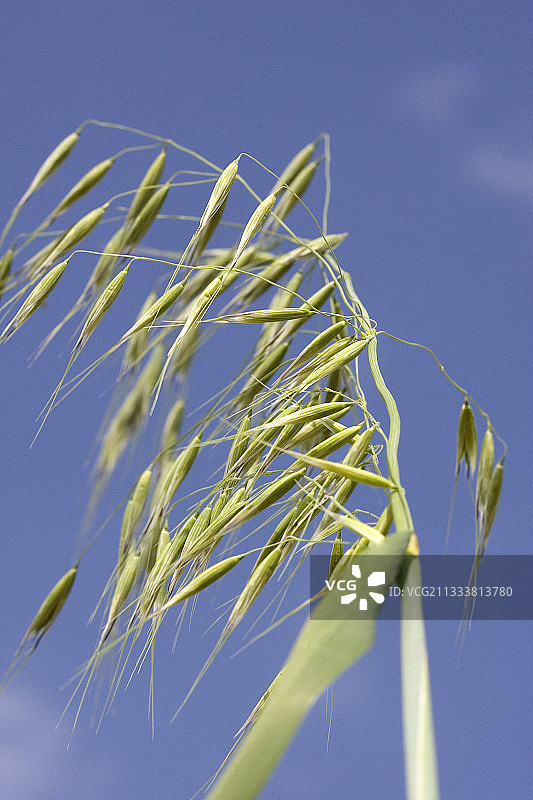 法国野生燕麦穗图片素材