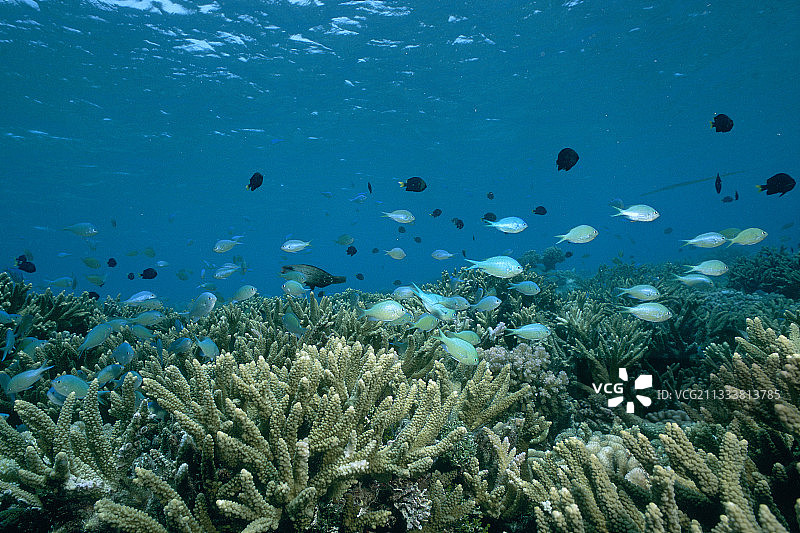 法属波利尼西亚的珊瑚礁和鱼群图片素材