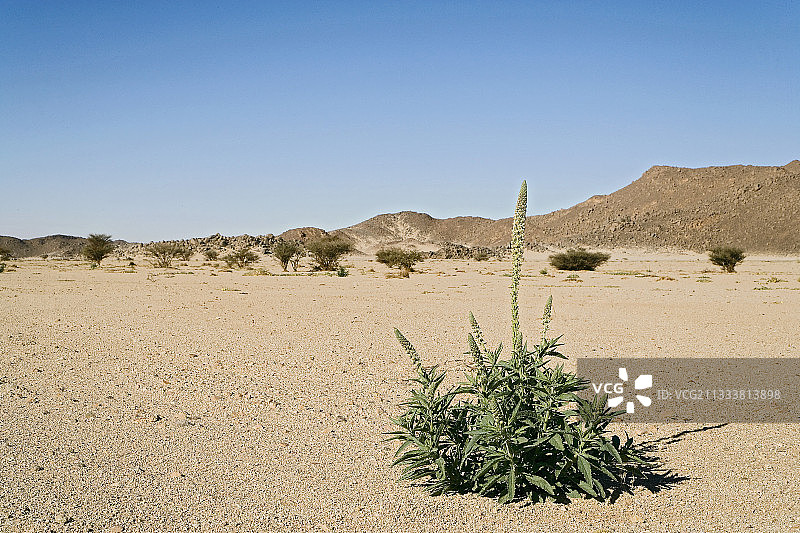 塔西利·纳杰尔阿尔及利亚沙漠中的植被图片素材