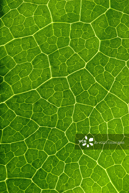 叶子的叶脉图片素材