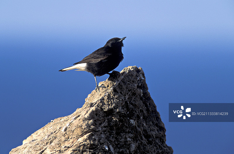 西班牙岩石上歌唱的黑䳭（雄性）图片素材