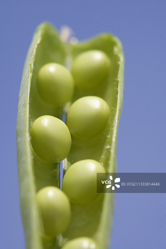 法国豌豆荚图片素材