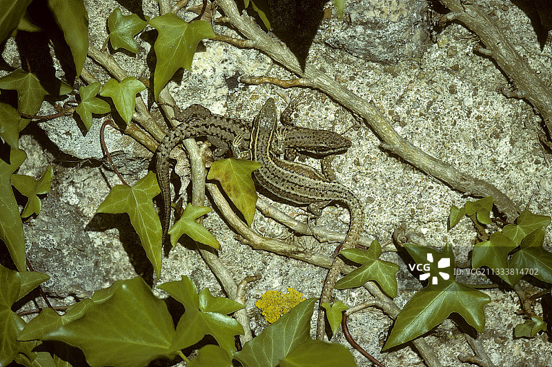 法国的普通墙蜥蜴图片素材