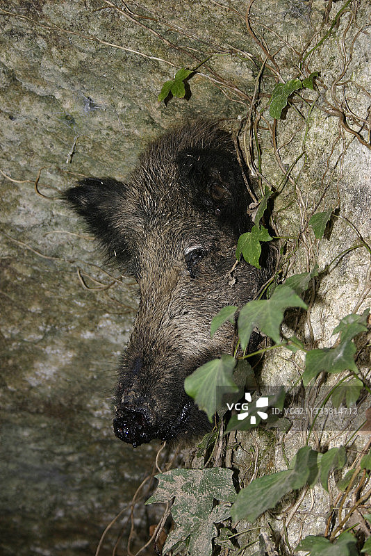 野猪坠入洞穴烟囱陷阱图片素材