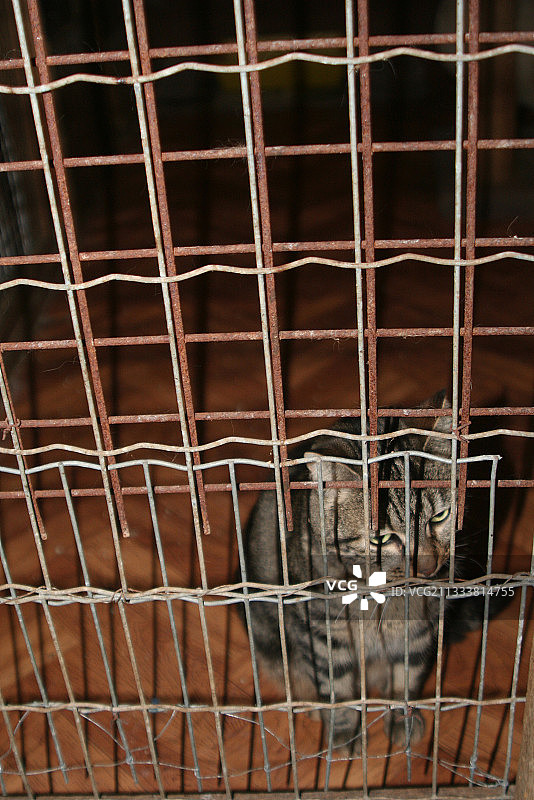 禽流感的精神错乱使动物比危险动物更不快乐图片素材