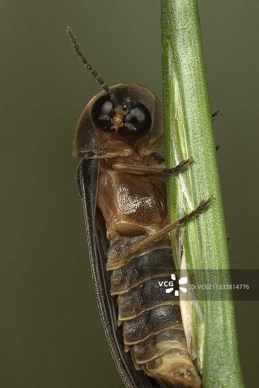 法国雄性普通萤火虫图片素材