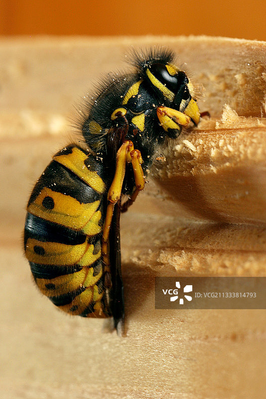 在法国过冬的德国黄夹克蜂后图片素材