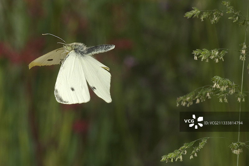 落在法国的菜粉蝶图片素材